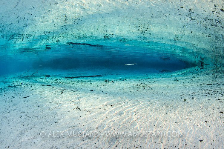Needlefish In Spring. USA