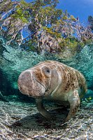 Manatee Beneath Trees. USA