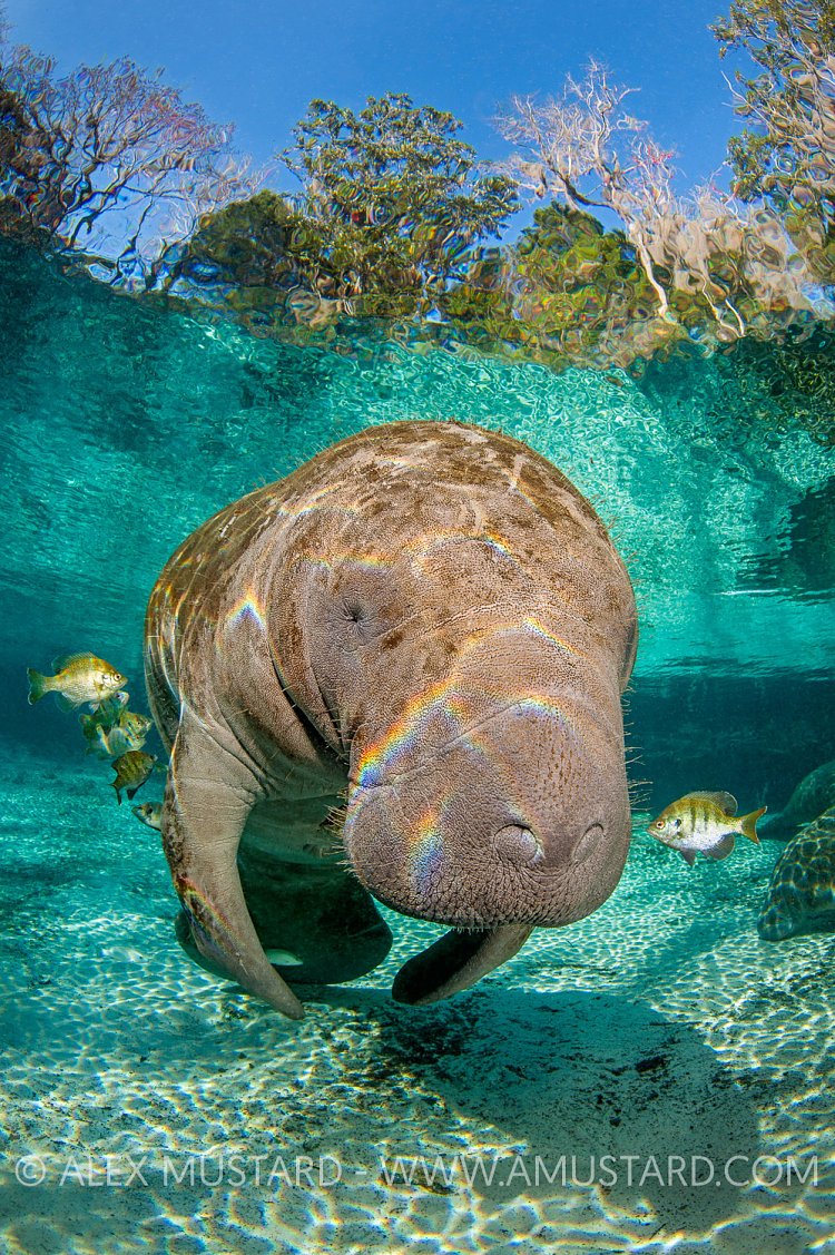 Manatee Clean. USA
