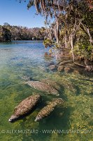 Manatees In Spring. USA