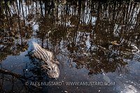 American Alligator. USA