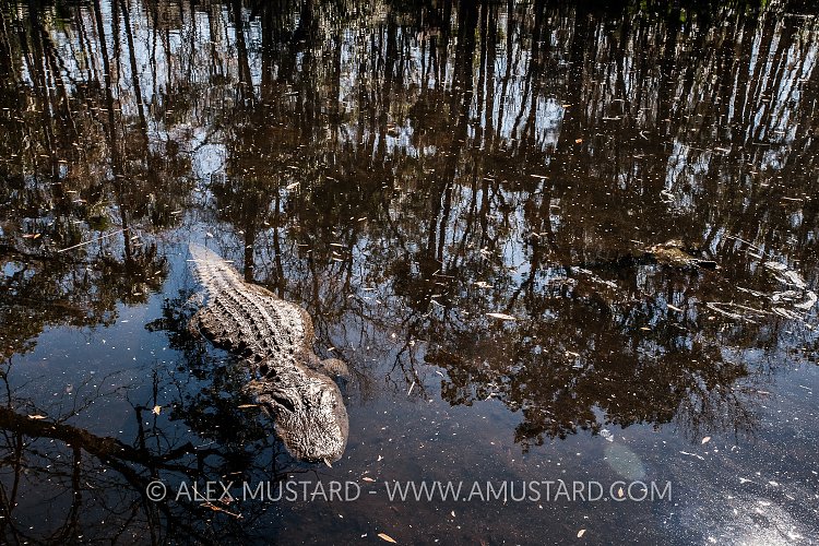 American Alligator. USA