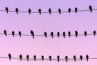 Grackles Roosting. USA