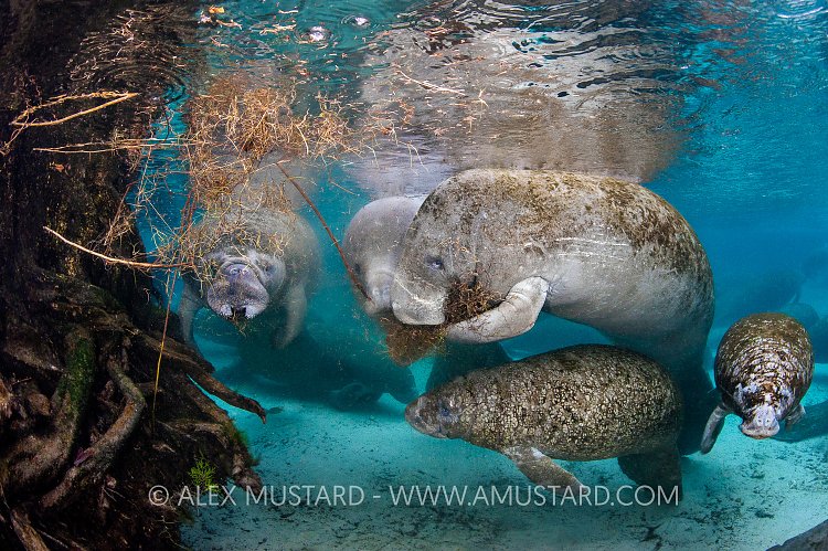 Manatees Feeding. USA