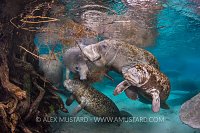 Manatees Feeding. USA