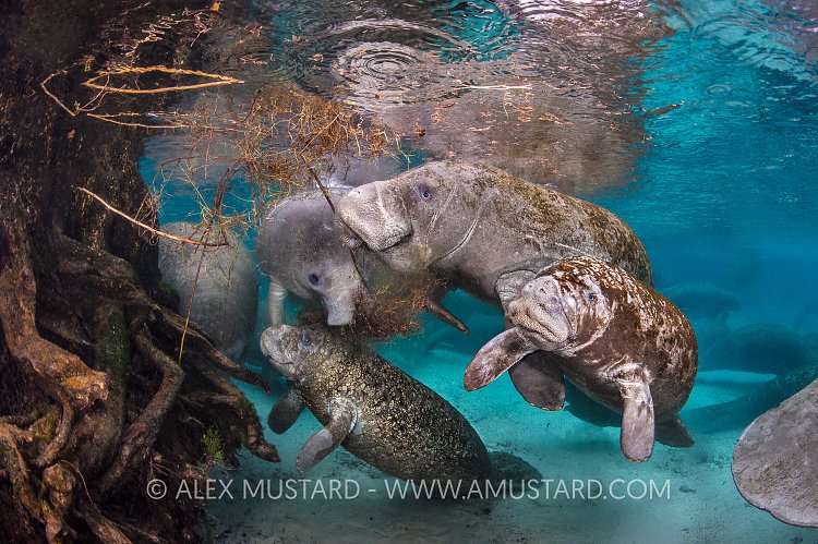 Manatees Feeding. USA
