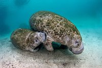 Suckling Manatee. USA