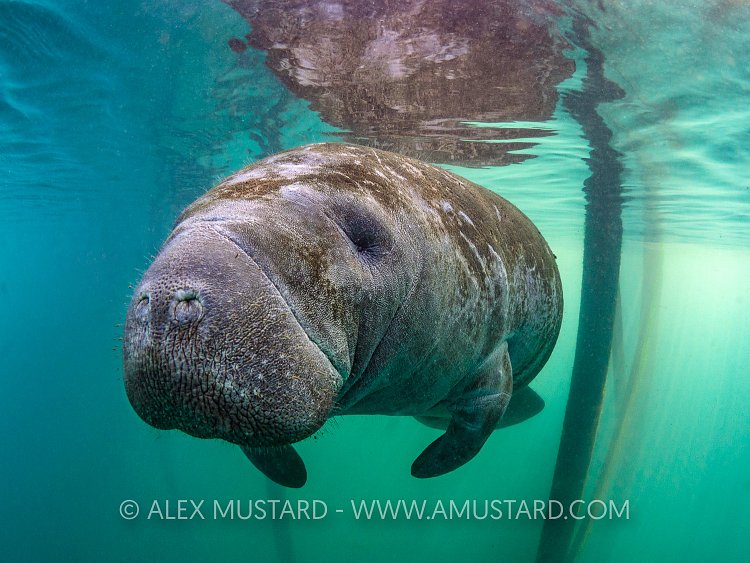 Manatee Beneath Boat Jetty. USA