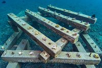 Coral Propagation. Indonesia