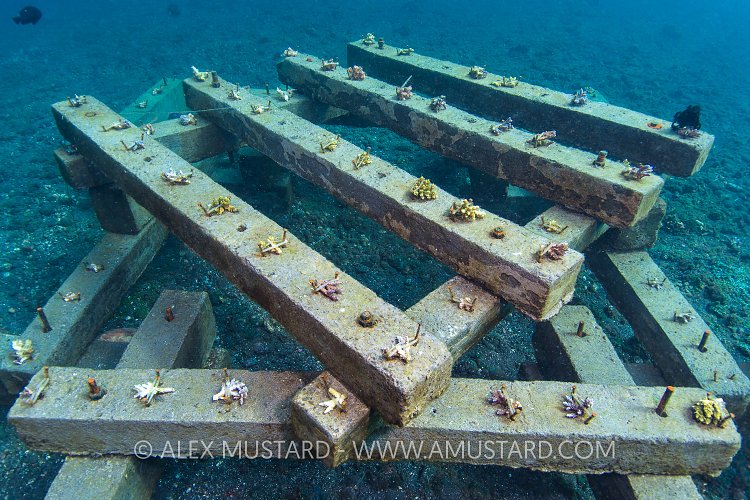 Coral Propagation. Indonesia