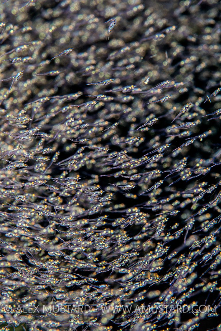 Shrimp Swarm. Indonesia