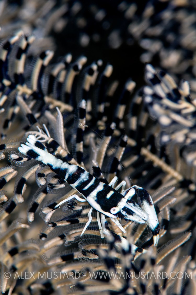 Crinoid Shrimp. Indonesia