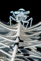 Crinoid Shrimp. Indonesia