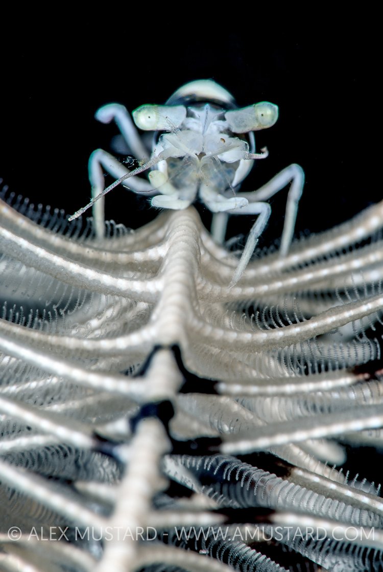 Crinoid Shrimp. Indonesia