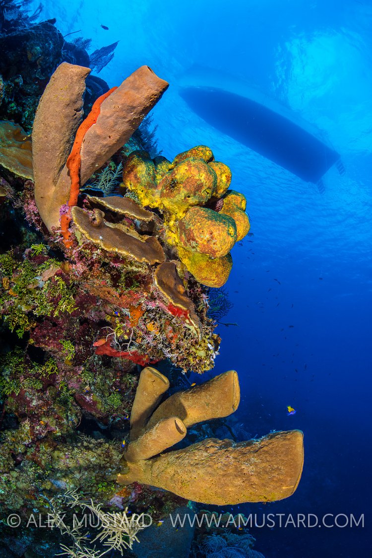 Sponges On Reef. Cayman Islands