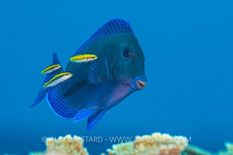 Surgeonfish Being Cleaned. Cayman Islands