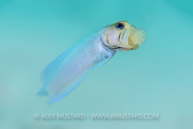 Jawfish With Eggs. Cayman Islands