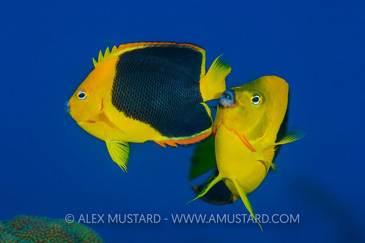 Rock Beauty. Cayman Islands