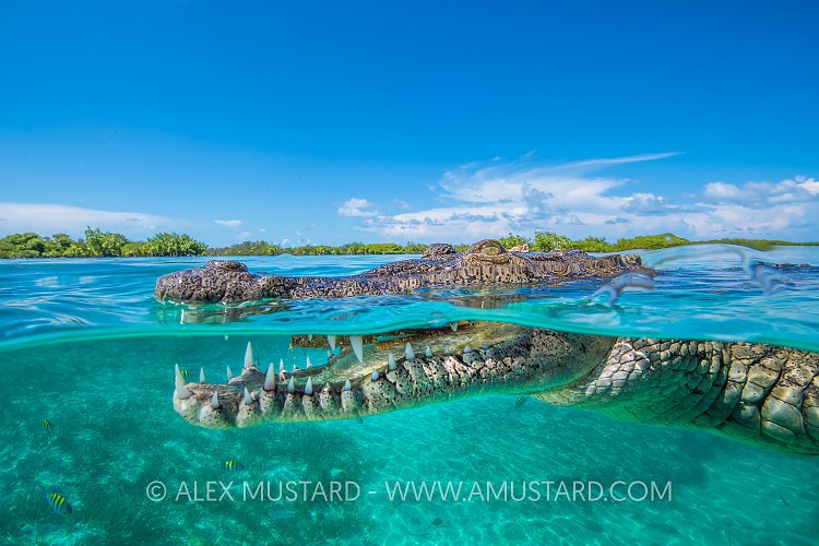 Crocodile In Mangroves. Cuba