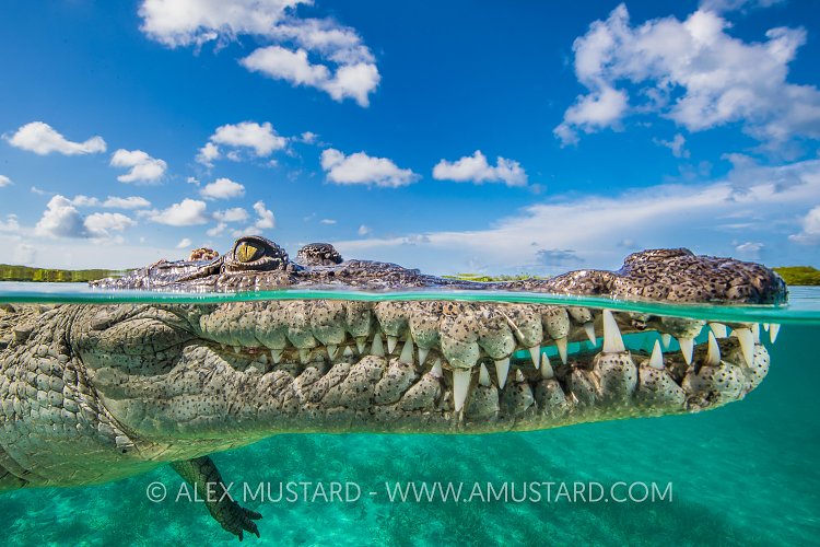 Crocodile In Mangroves. Cuba