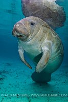 Manatee Portrait. USA