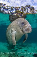Manatee Portrait. USA