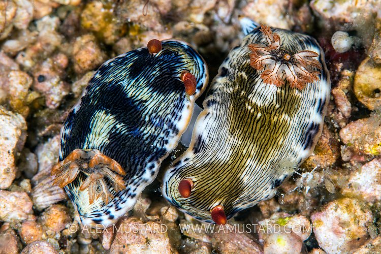 Mating Nudibranchs. Philippines