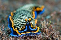 Armina Portrait. Philippines