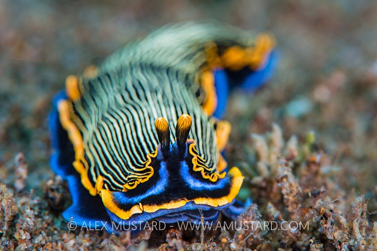 Armina Portrait. Philippines
