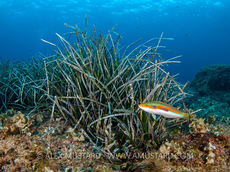 Seagrass View. Italy