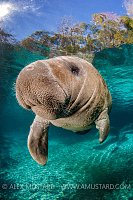 Young Manatee. USA
