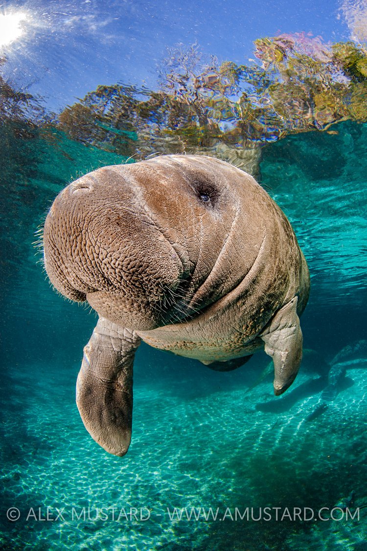 Young Manatee. USA