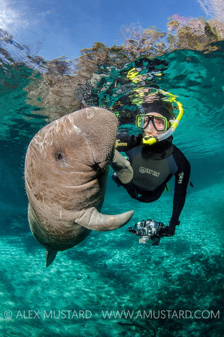 Manatee Interaction. USA