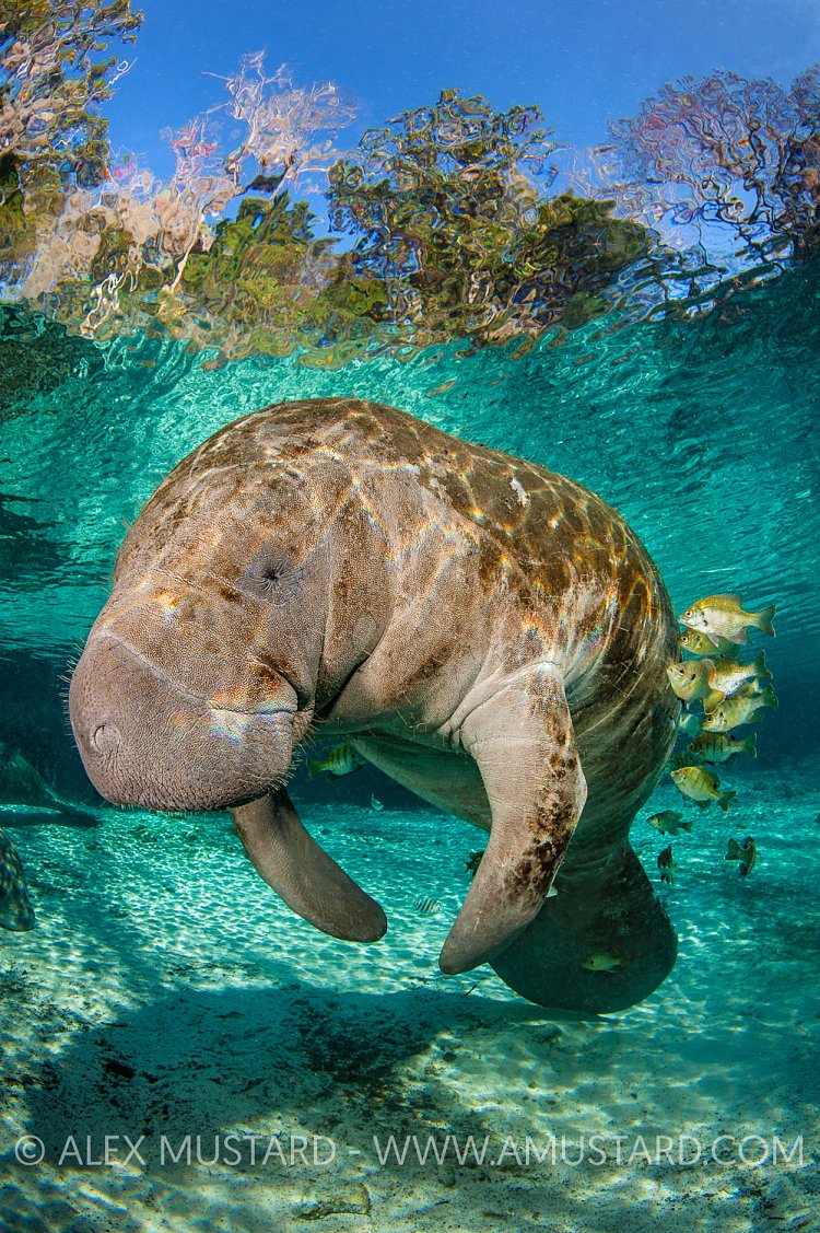 Manatee Being Cleaned. USA