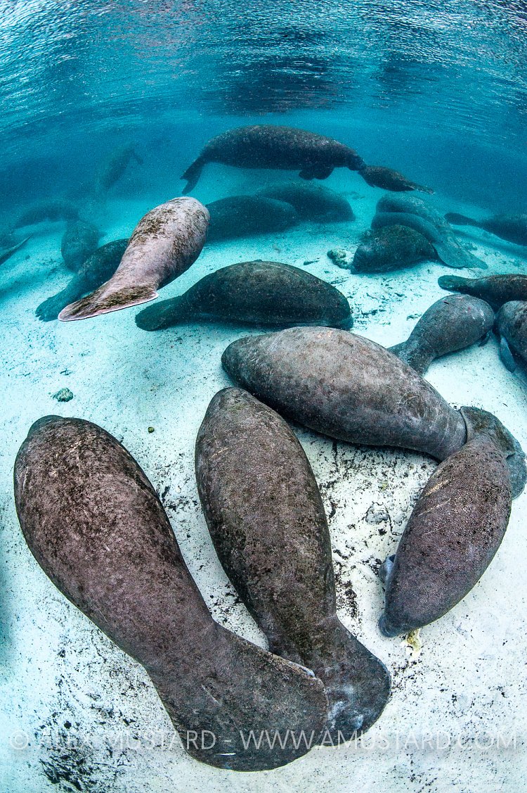 Manatee Resting. USA
