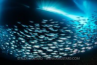 Schooling Scads. Indonesia