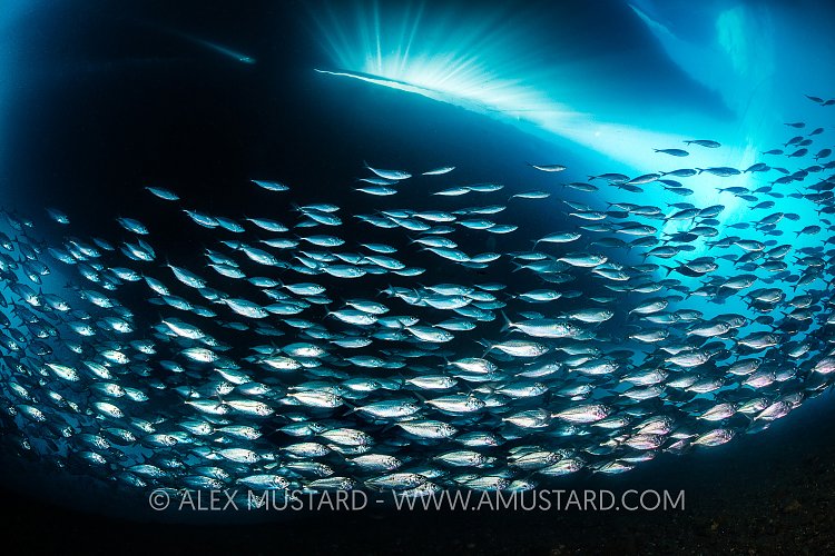 Schooling Scads. Indonesia