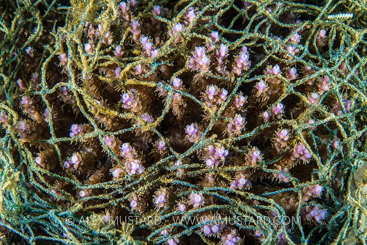 Coral Tangled In Net. Indonesia