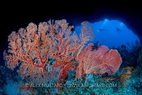 Seafans with Divers. Indonesia
