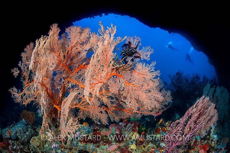 Seafans With Divers. Indonesia