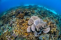 Coral Garden. Indonesia