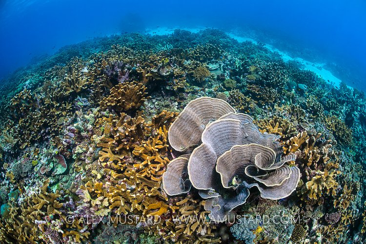 Coral Garden. Indonesia