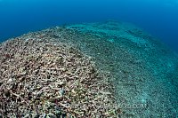 Rubble Reef. Indonesia