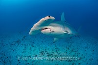 Hammerhead Shark. Bahamas