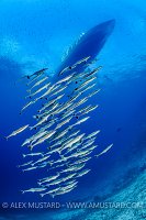 Schooling Remora. Maldives.