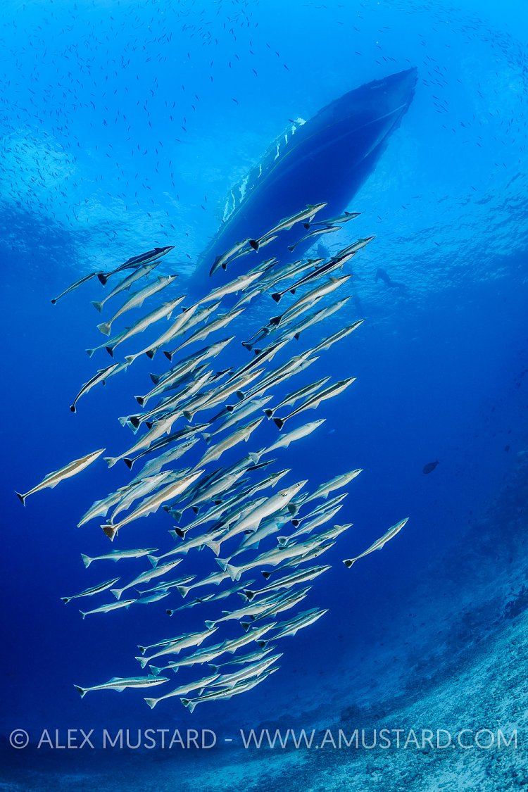 Schooling Remora. Maldives.