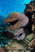 Four Morays. Maldives