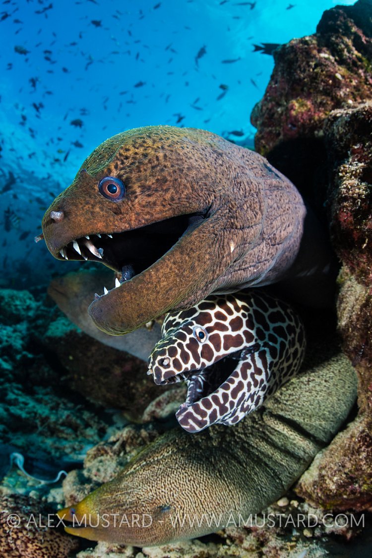 Four Morays. Maldives