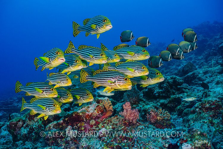 Schooling Sweetlips. Maldives