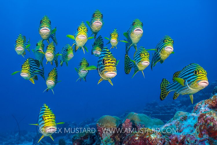 Schooling Sweetlips. Maldives